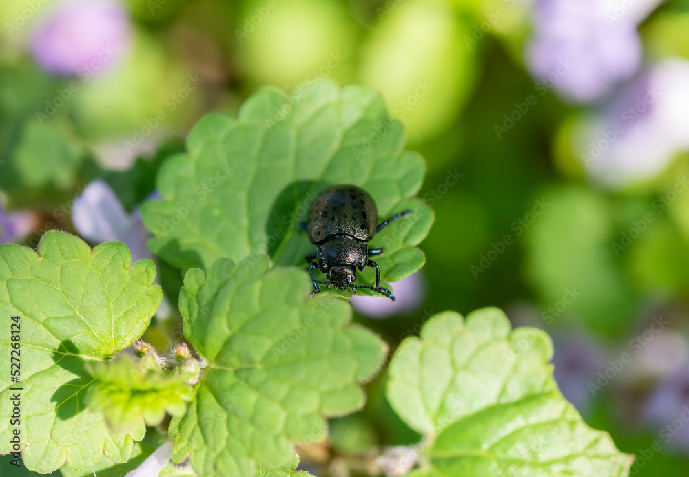 The leaf beetle (Chrysolina exanthematica) sits on a leaf on a sunny day.