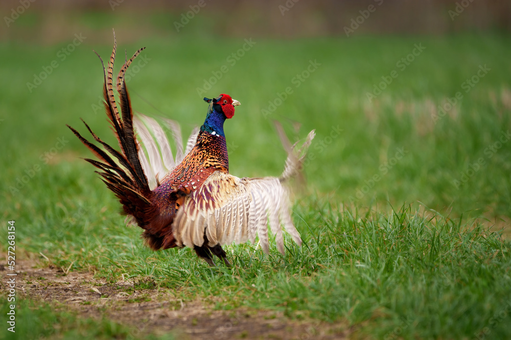 Fototapeta premium Dance of the common pheasant in the season of love