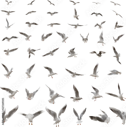 Seagulls isolated on a transparent background