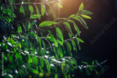 Branches of tree with green leaves in soft morning light  close-up. Foliage glows in the rays of dawn sun. Bokeh. Natural background  copy space.