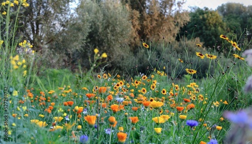 field of flowers