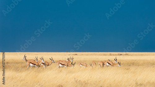 Herd of Springbok grazing in the late afternoon sun