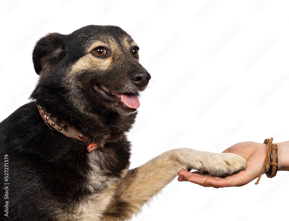Head shot of pretty adult stray dog, sitting up side ways with paw on humn hand. Looking towards camera. Isolated on a white background.