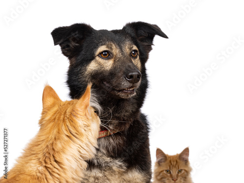 Head shot of pretty adult stray dog  sitting inbetween red cats. Looking away from camera. Isolated on a white background.
