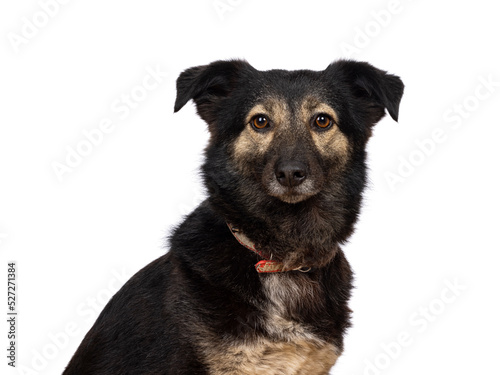 Head shot of pretty adult stray dog  sitting side ays. Looking towards camera. Isolated on a white background.