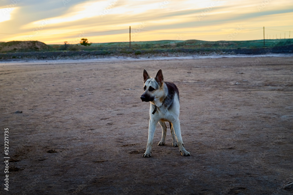 Dog German Shepherd on sand outdoors in a summer day. Russian guard dog Eastern European Shepherd in nature with yellow beach and blue sky Dog German Shepherd on sand outdoors in a summer day. Russian guard dog Eastern European Shepherd in nature with yellow beach and blue sky