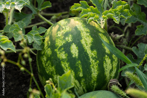 Photo of a striped watermelon in the garden. close-up