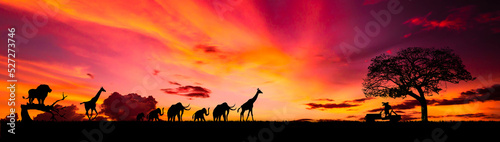 Amazing sunset and sunrise.Panorama silhouette tree in africa with sunset.Tree silhouetted against a setting sun.Dark tree on open field dramatic sunrise.Safari theme. © Mohwet