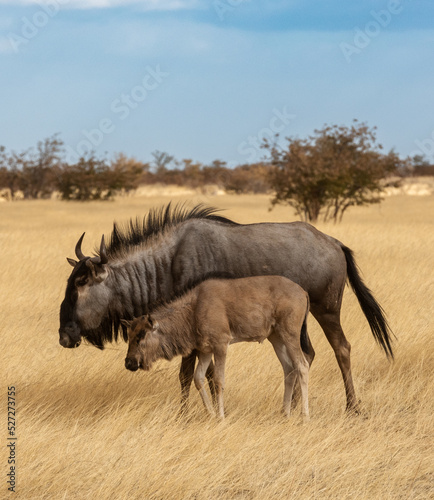 Blue Wildebeest and baby in soft light © Matthew