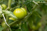 Tomato plants in greenhouse Green tomatoes plantation. Organic farming, young tomato plants growth in greenhouse