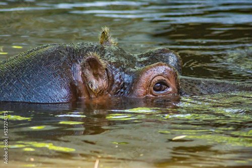 Hippo in the river. Big hippo in the water