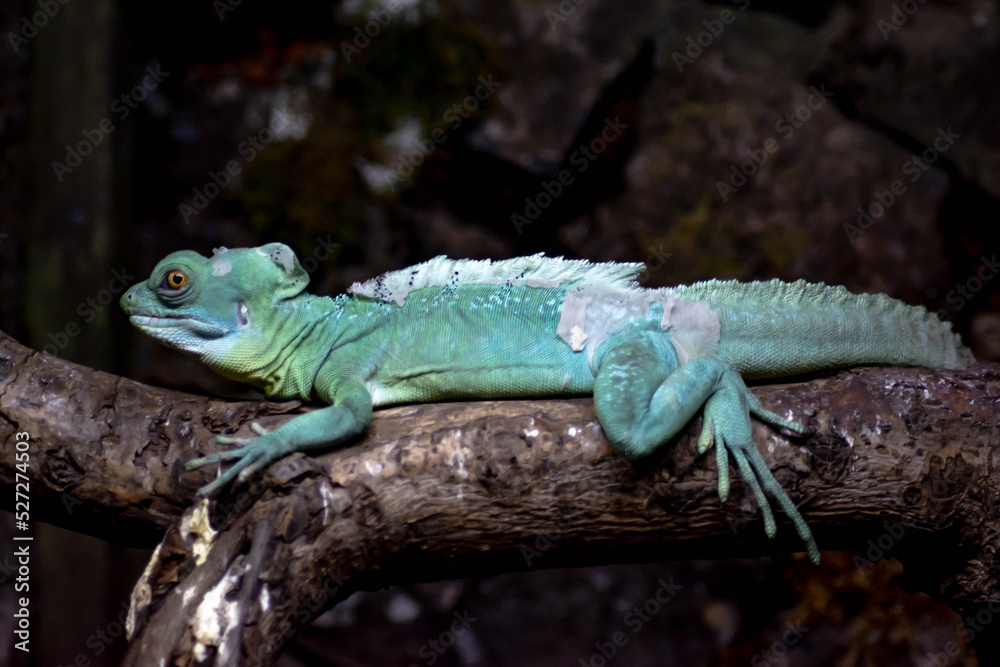 Fototapeta premium Iguana on a tree. Beautiful lizard in nature. Reptile is resting