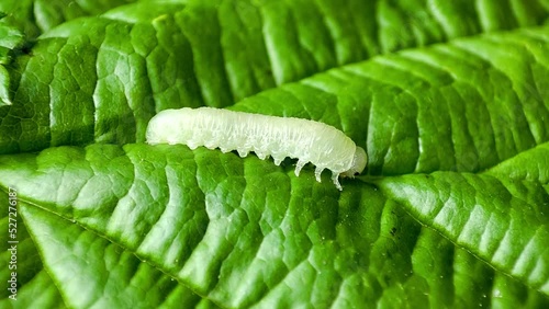 The larva on the green leaf. photo