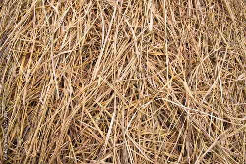 Brown hay, dry hay texture background