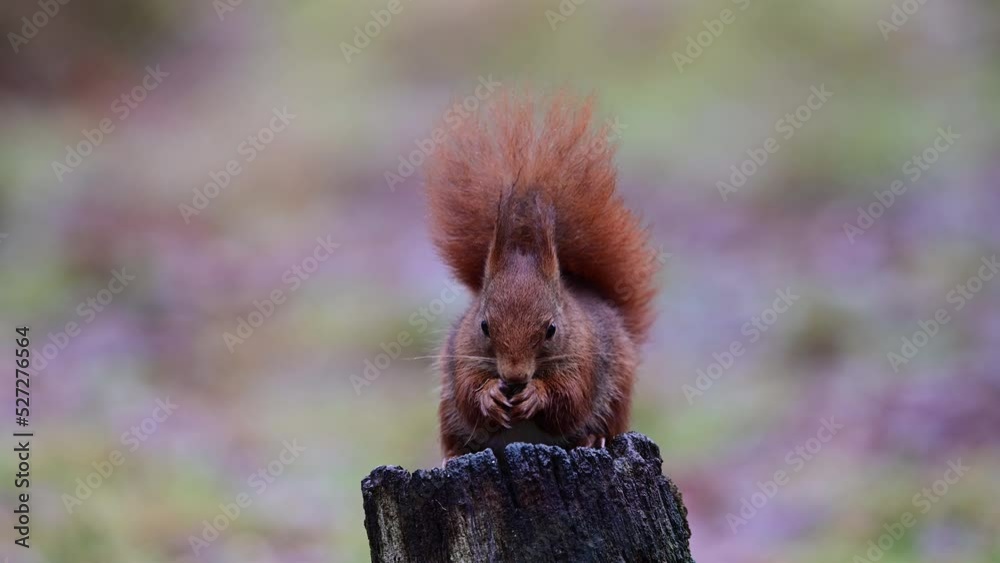 Red squirrel searches for food on dead wood and looks attentively, european red squirrel, january, north rhine westphalia, (sciurus vulgaris), germany Red squirrel searches for food on dead wood and looks attentively, european red squirrel, january, north rhine westphalia, (sciurus vulgaris), germany
