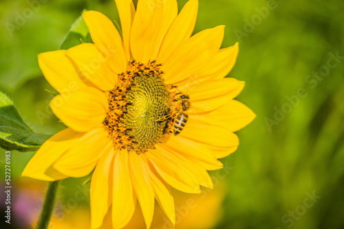 Honey Bee collecting pollen on yellow sunflower against blue sky