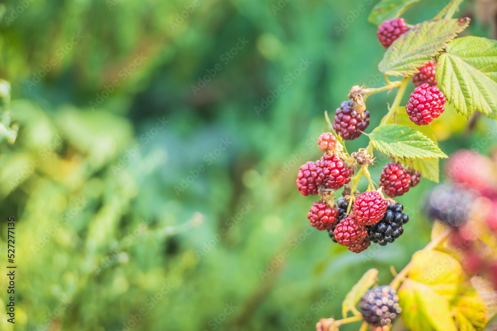 Bush with blackberries. Blackberries ripen on a bush in summer. Bush with blackberries. Blackberries ripen on a bush in summer.