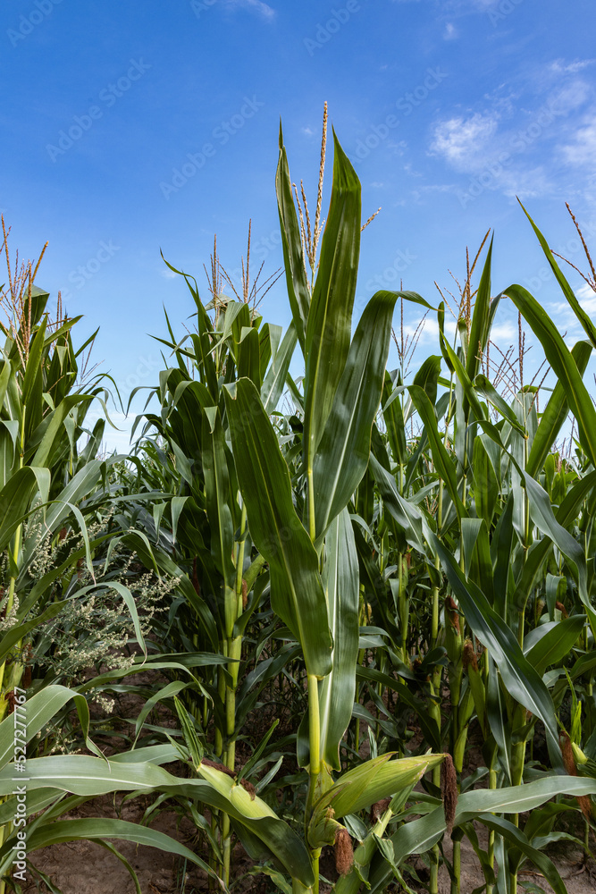 Corn field in the sunshine with a blue sky above, lower framing Corn field in the sunshine with a blue sky above, lower framing