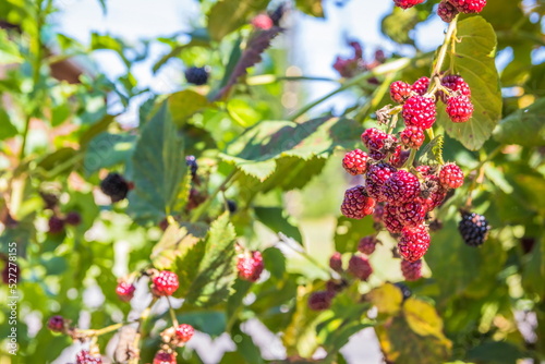 Bush with blackberries. Blackberries ripen on a bush in summer. Berries. Blackberry