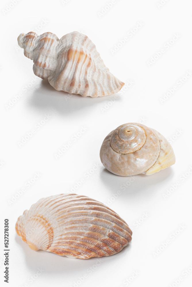 Collection of shea shells against white background Collection of shea shells against white background