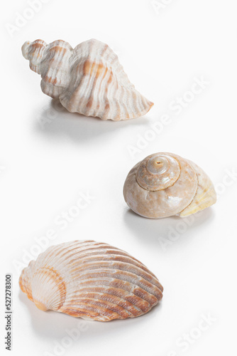 Collection of shea shells against white background