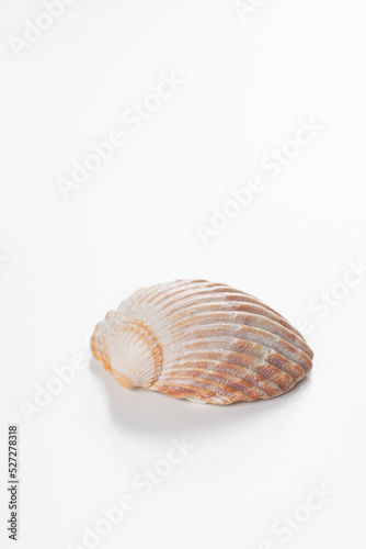 Clam shell against white background
