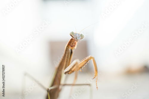 カメラに向かって面白いポーズを決めるカマキリ