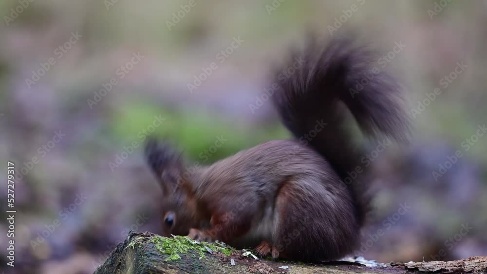 Red squirrel sitting on a dead wood eating sunflower seeds and looking attentively,  european red squirrel, january, north rhine westphalia, (sciurus vulgaris), germany