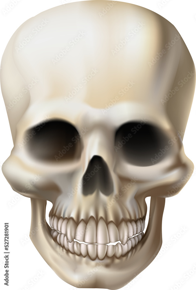 Fototapeta premium Illustration of a human skull