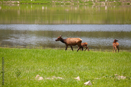 Fototapeta Naklejka Na Ścianę i Meble -  momma elk and little one walking near pond at lone elk park in mo