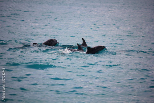 dolphins jumping out of sea