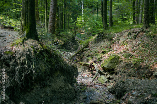 Bieszczady Mountains  Poland  The wildest region in the Poland  Polish Mountains and landscapes  Along the Bieszczady trails  Zwiezlo nature reserve 