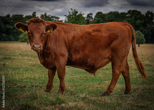 Dexter Cattle