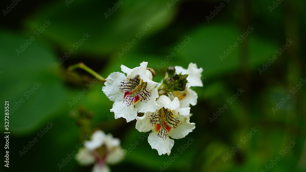 White flowers of catalpas with complex pattern close up White flowers of catalpas with complex pattern close up