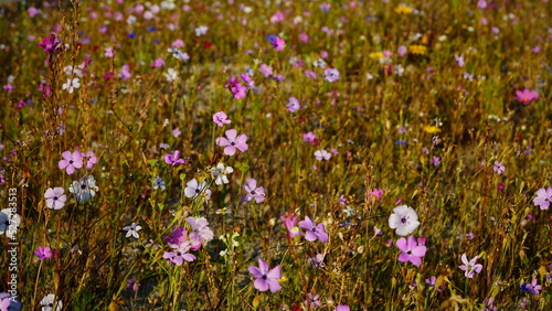 A flower carpet pattern with pink, white, red flaxes