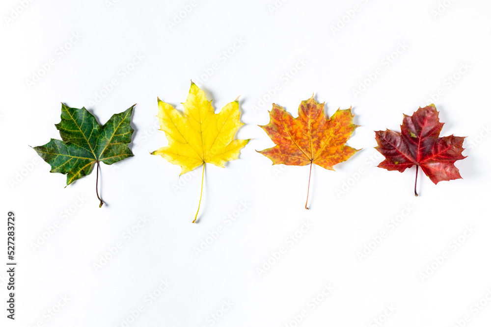 Four colorful autumn maple leaves on white background. Flat lay, copy space Four colorful autumn maple leaves on white background. Flat lay, copy space