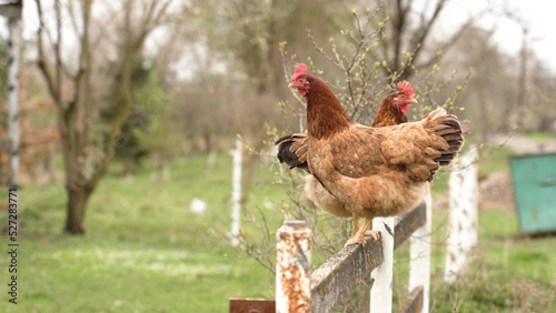 Fotografie two red-haired chickens are sitting on the fence