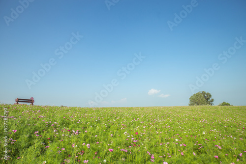 field with flowers