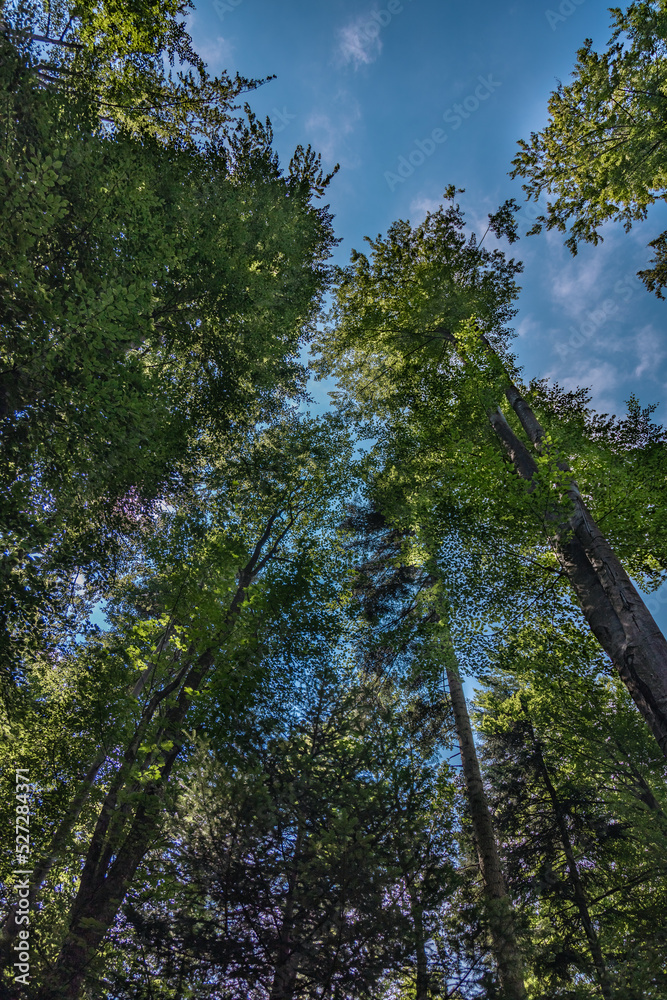 Bieszczady Mountains, Poland, The wildest region in the Poland, Polish Mountains and landscapes, Along the Bieszczady trails, Zwiezlo nature reserve,