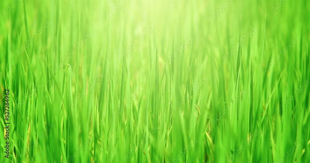 Beautiful green rice fields and warm morning sunlight. Apple ProRes 4:2:2HQ Beautiful green rice fields and warm morning sunlight. Apple ProRes 4:2:2HQ