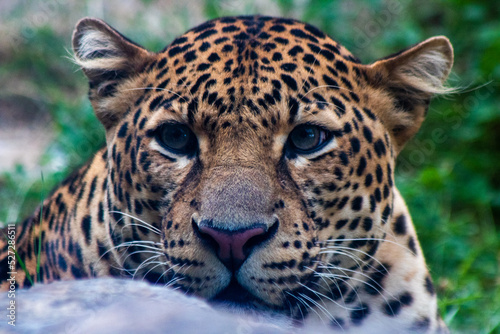 the head of a magnificent jaguar hiding to survey its territory