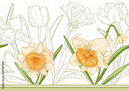 White daffodils and tulips flowers, the early spring flowers. Seamless border pattern, linear ornament, ribbon Vector illustration. In botanical style