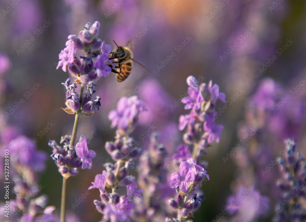 Honey bee pollinates lavender flowers. Close-up macro image with blurred background Honey bee pollinates lavender flowers. Close-up macro image with blurred background