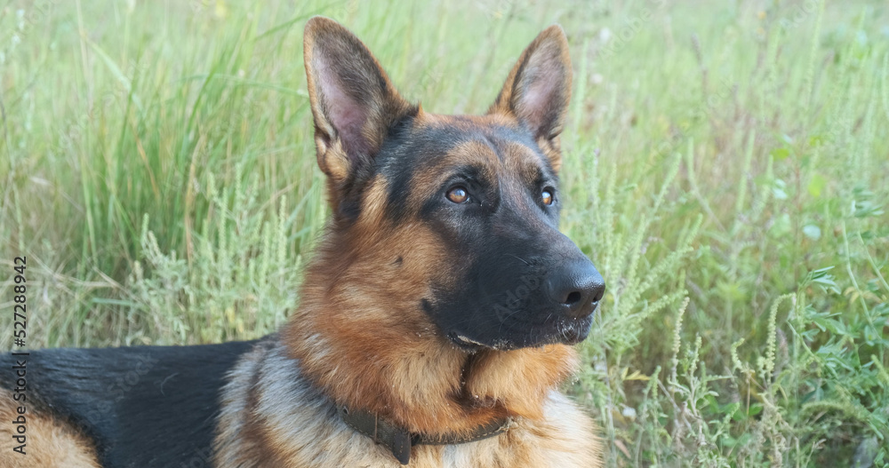 German shepherd lies in the green grass and then rises. Close-up, day time.