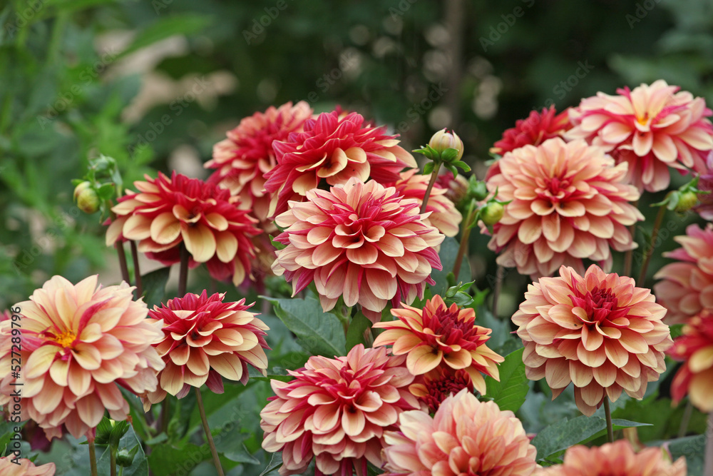 Dahlia ÔCreme de Cognac' in flower.