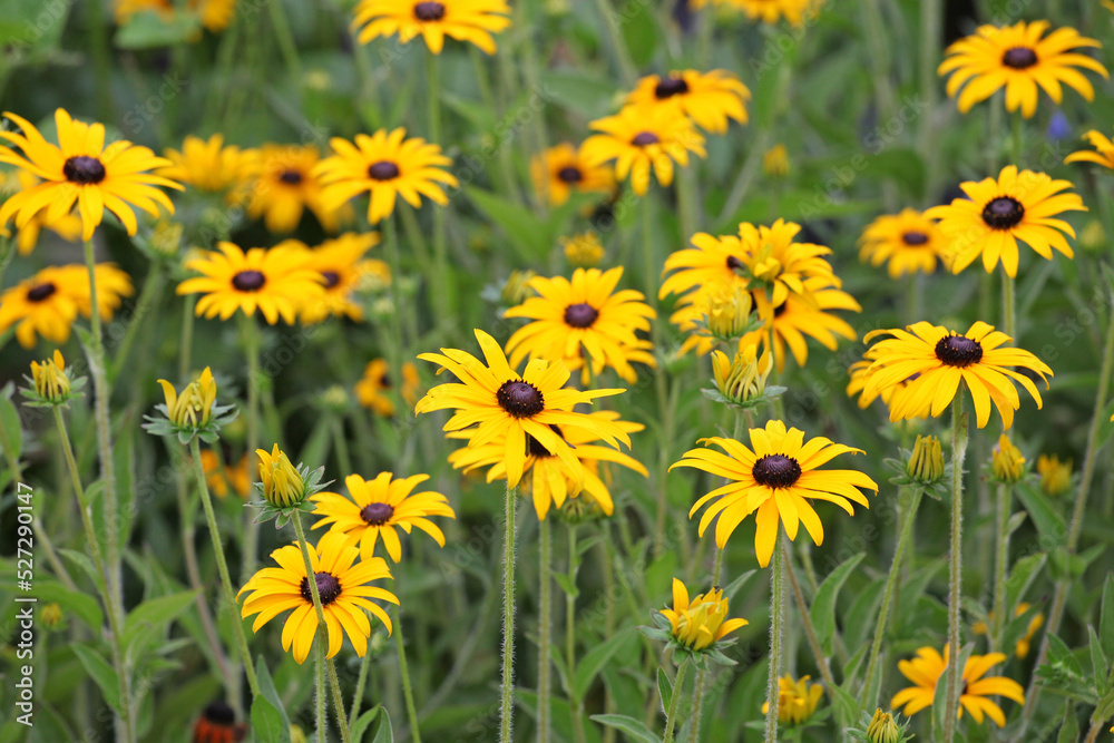 Fototapeta premium Rudbeckia fulgida variety sullivantii 'Goldsturm' in flower.
