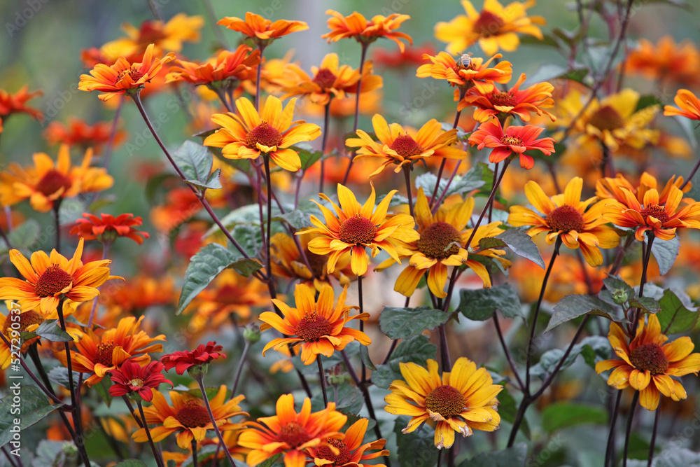 Heliopsis helianthoides 'Bleeding Hearts' in flower. Heliopsis helianthoides 'Bleeding Hearts' in flower.