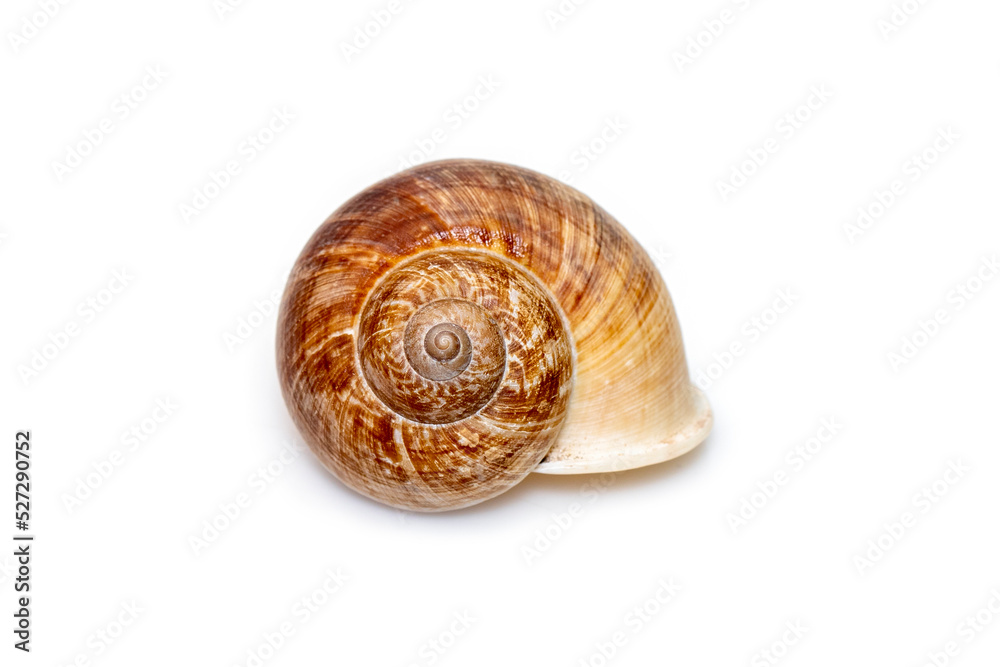 Image of cyclophorid snails(Cyclophoridae) isolated on white background. Undersea Animals. Sea Shells. Image of cyclophorid snails(Cyclophoridae) isolated on white background. Undersea Animals. Sea Shells.