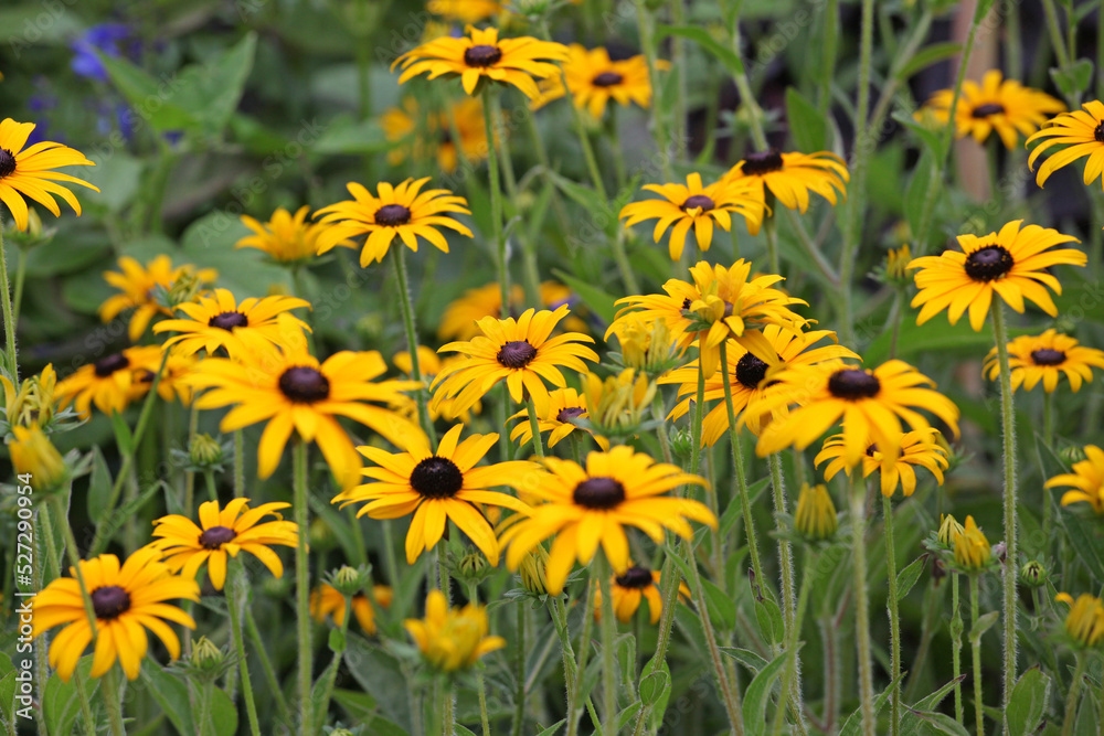 Obraz premium Rudbeckia fulgida variety sullivantii 'Goldsturm' in flower.