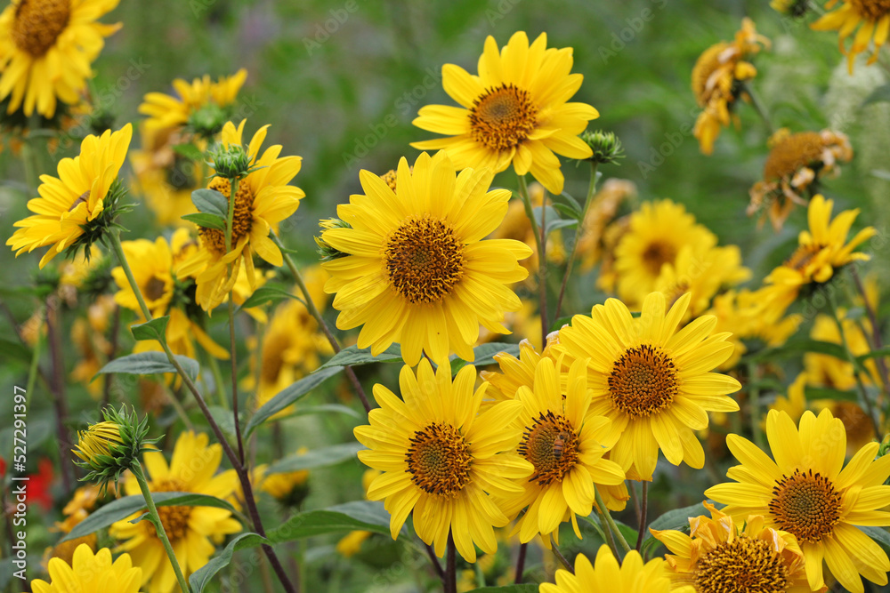 Heliopsis helianthoides, false sunflower, in bloom. Heliopsis helianthoides, false sunflower, in bloom.